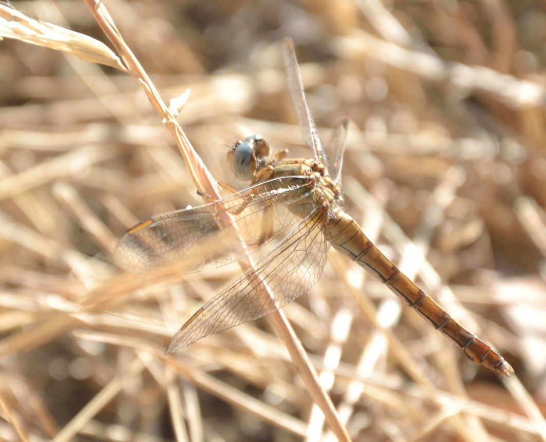 Crocothemis erythraea?